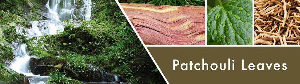 goose-creek-patchouli-leaves